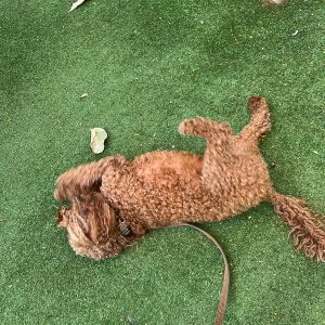 C3B57D35-2B37-4B18-A59C-82DA6D2DB9AF-1